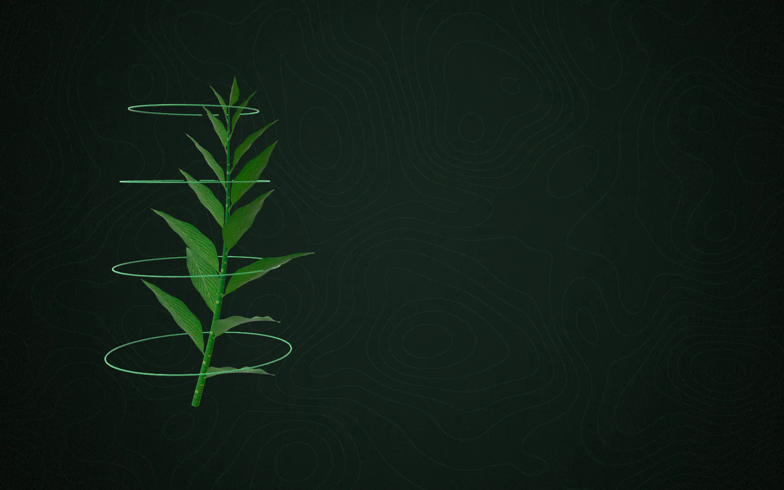 Fine measurement lines outline the plant as its identity is checked.